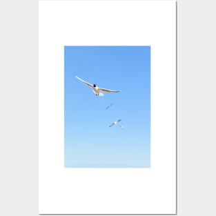 Flock of seagulls flying in the blue sky Posters and Art